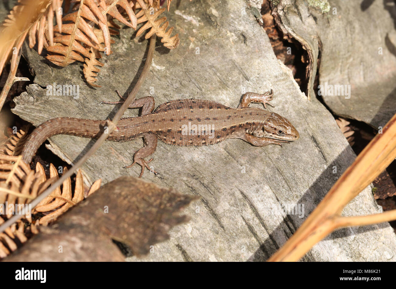 Eine atemberaubende Gemeinsame Eidechsen (Lacerta Zootoca Vivipara) Erwärmung sich auf einem Baumstamm in der Frühlingssonne. Stockfoto