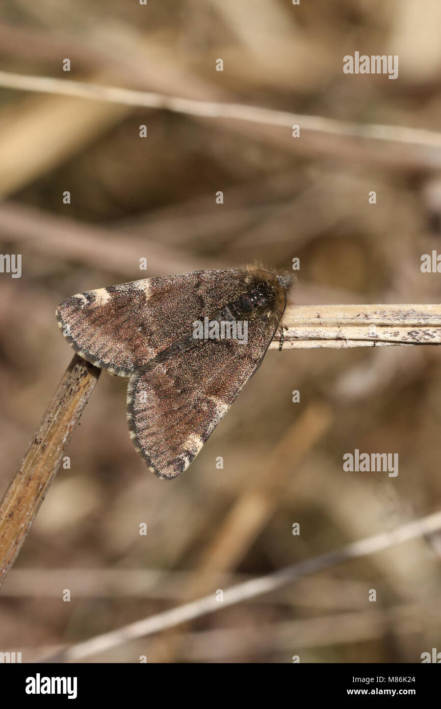 Eine hübsche Orange Underwing Motte (Archiearis parthenias) auf eine Pflanze, um Stammzellen thront. Stockfoto