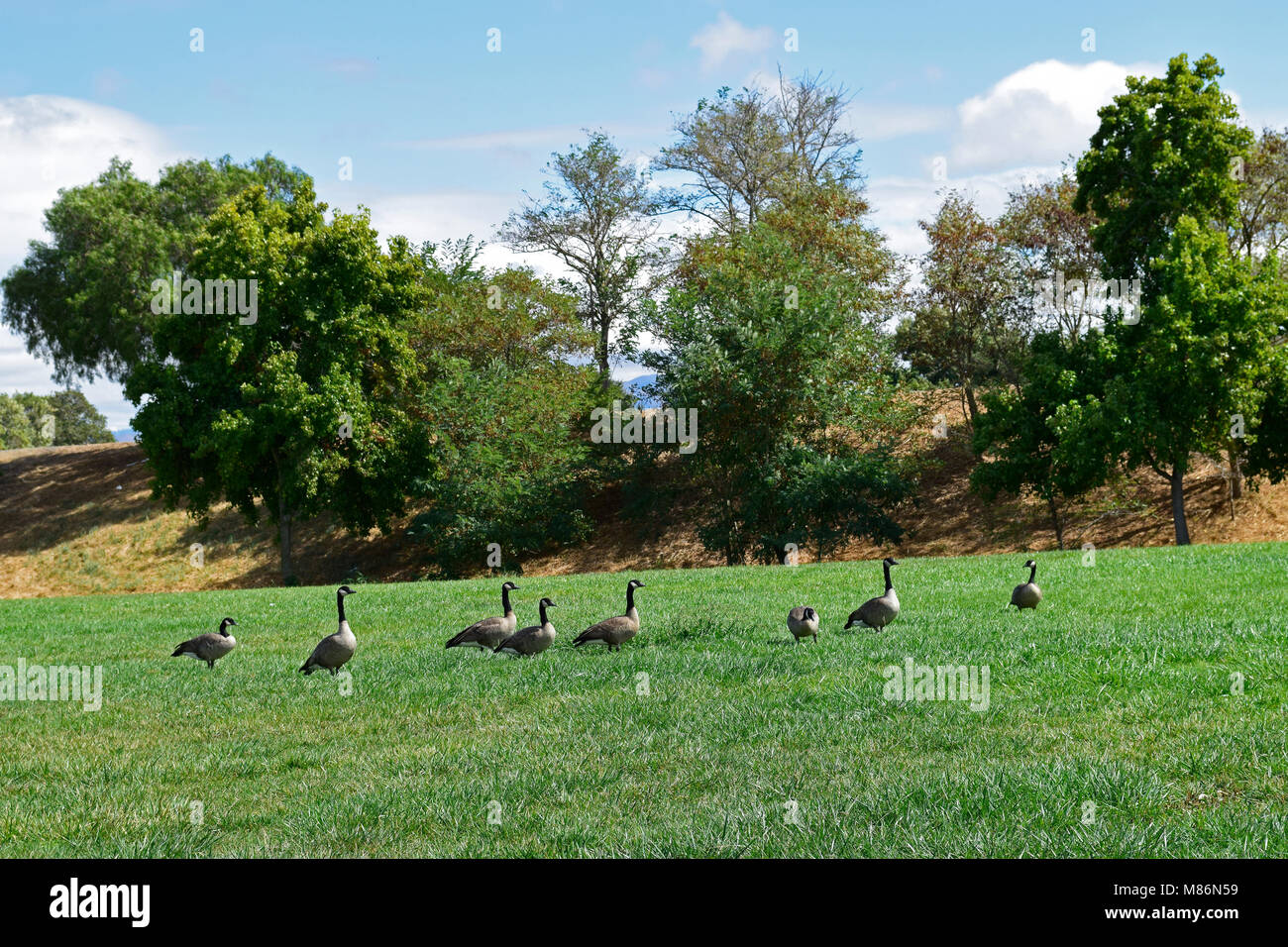 Schwarm Kanadagänse, David Jones Park, Fremont, Kalifornien Stockfoto