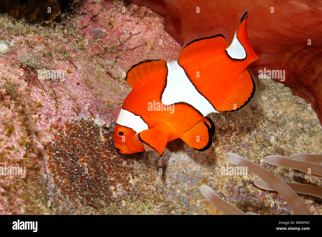 Clownfisch, Amphiprion percula, männliche Fische belüften Eier gelegt gelöscht Substrat unter dem Host herrliche Seeanemone, Heteractis magnifica Stockfoto