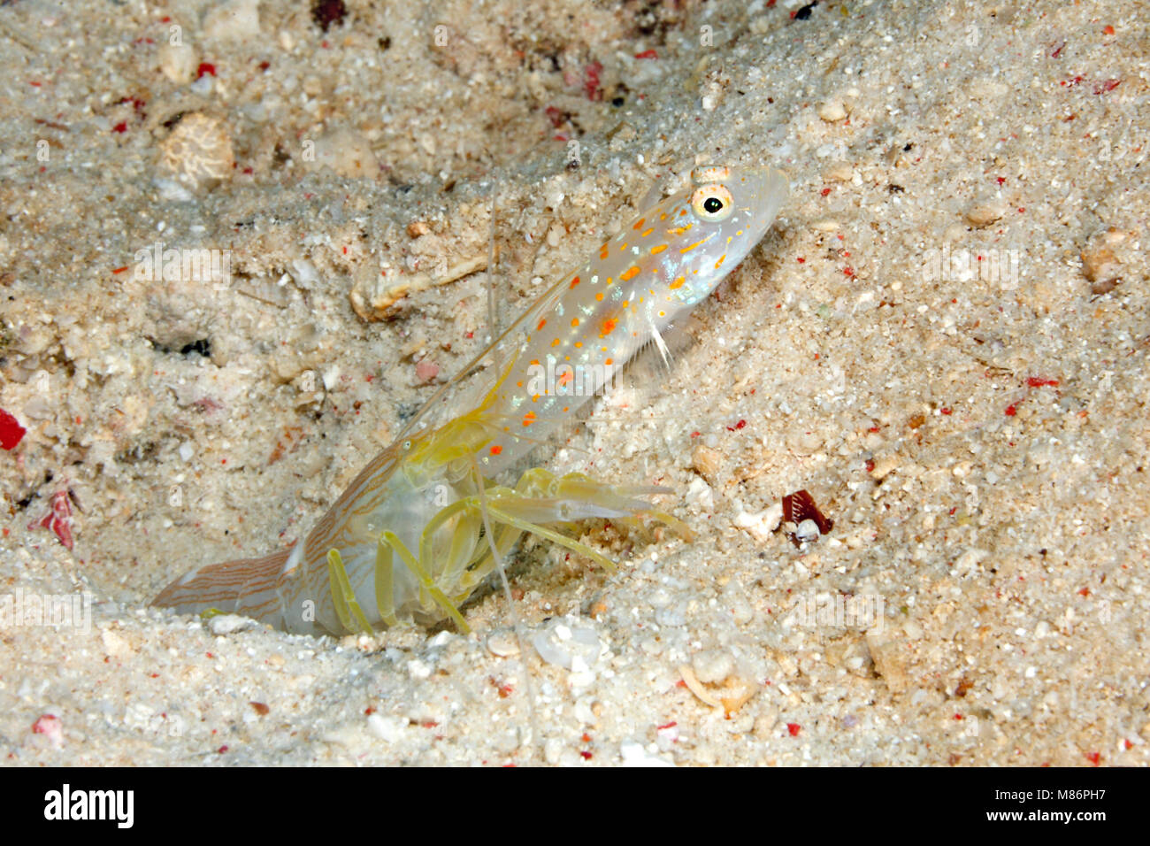 Dreimaster, Ctenogobiops tangaroai Shrimpgoby und Alpheid Garnelen, Alpheus ochrostriatus. Stockfoto