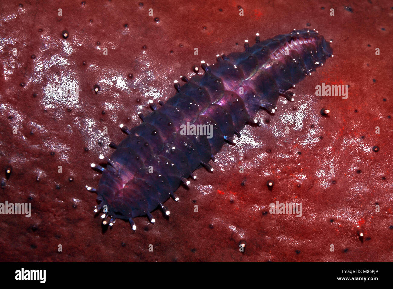 Seegurke Skala Wurm, Gastrolepidia clavigera, Krabbeln auf dem Host holothurian, das Schwarze Meer, Gurke, Holothuria atra. Stockfoto