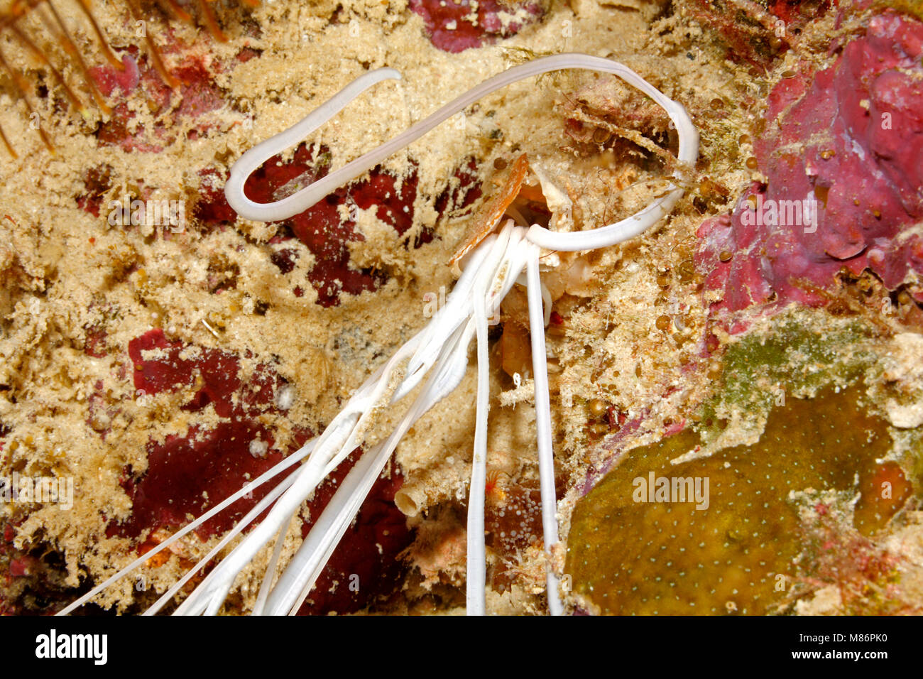 Weiße Fütterung Tentakel einer Medusa Spaghetti Wurm, Loimia medusa oder Eupolymnia crassicornis. Stockfoto