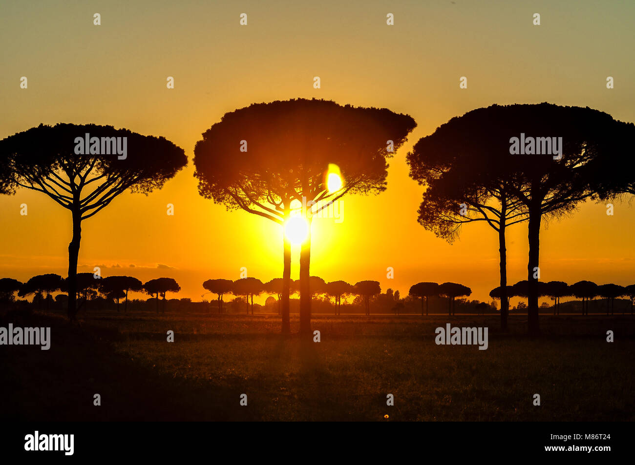 Sonnenuntergang über Jesolo mit Pinien, Italien Stockfoto