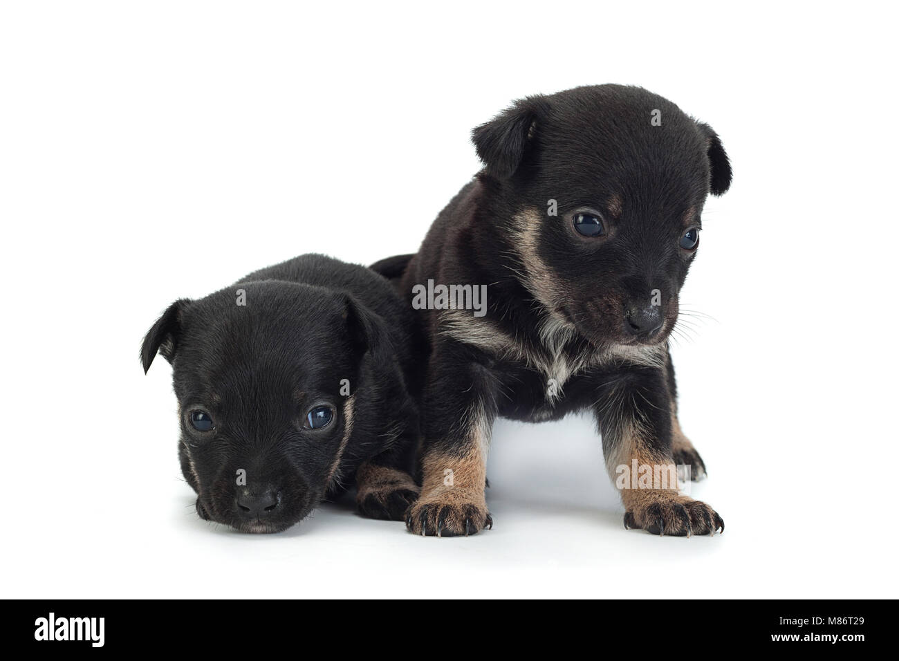 Junge schwarze Welpen closeup auf weißem Hintergrund Stockfoto