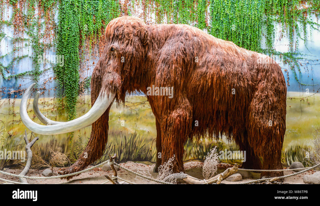 Mammut als Exposition Stockfoto