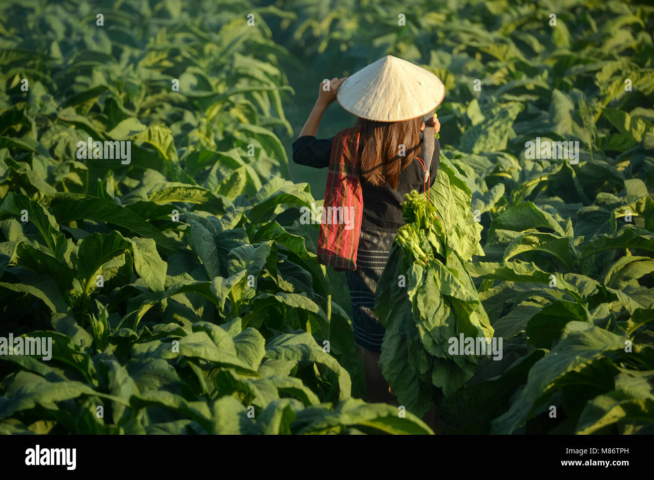 Landwirt, der durch ein Tabakfeld, Thailand, geht Stockfoto