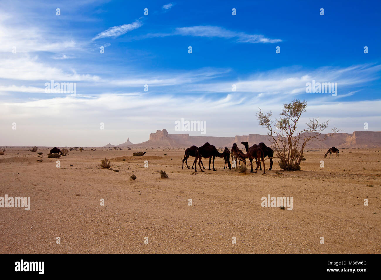 Kamele in der Wüste, Riad, Saudi-Arabien Stockfoto