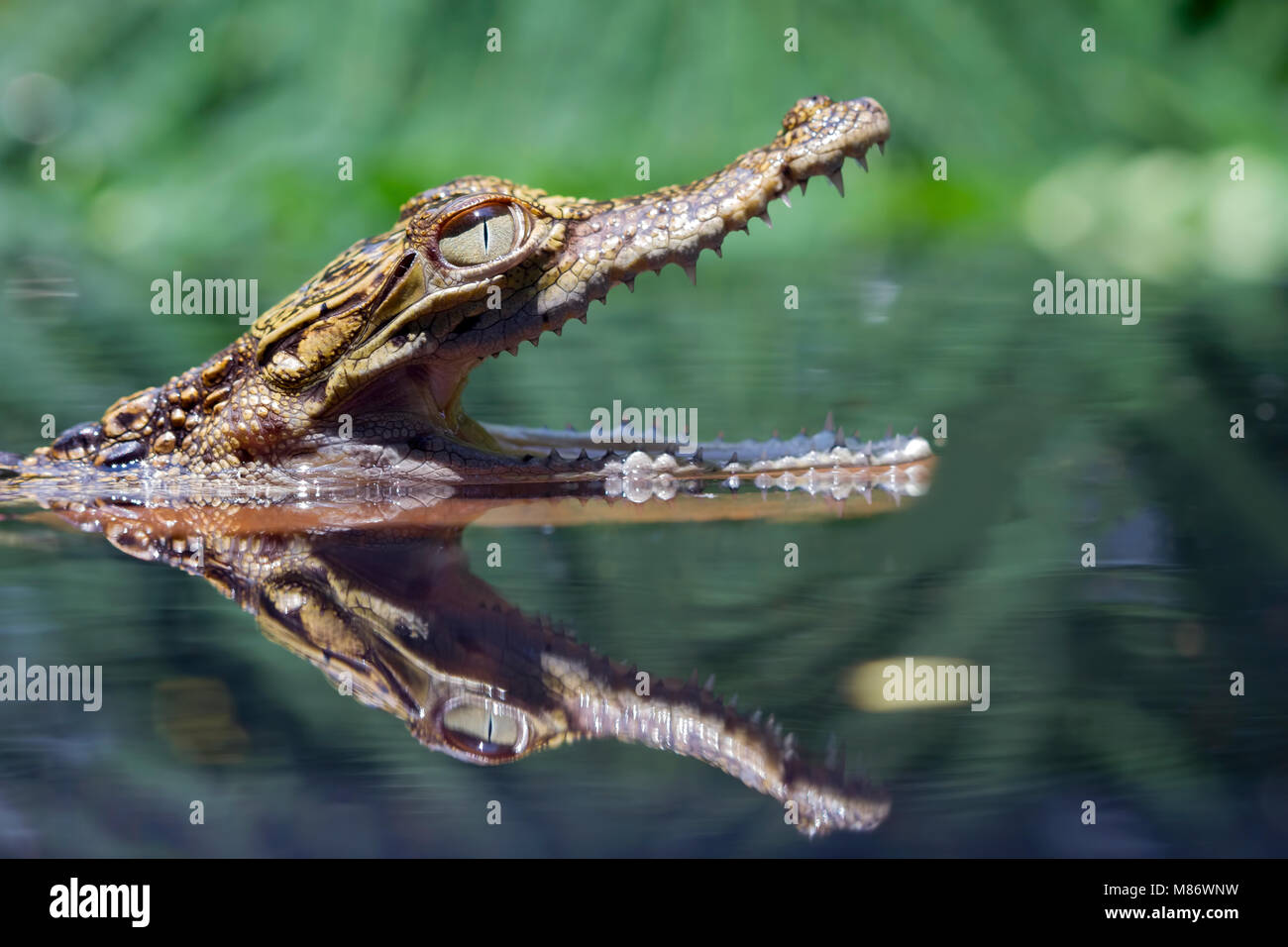 Krokodil Kopf peeking aus einem Fluss Stockfoto