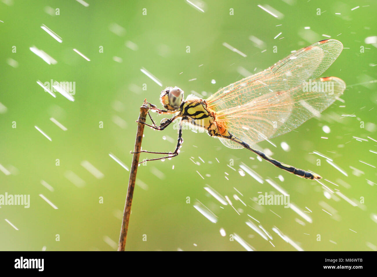 Libelle im Regen, Batam, Kepulauan Riau, Indonesien Stockfoto