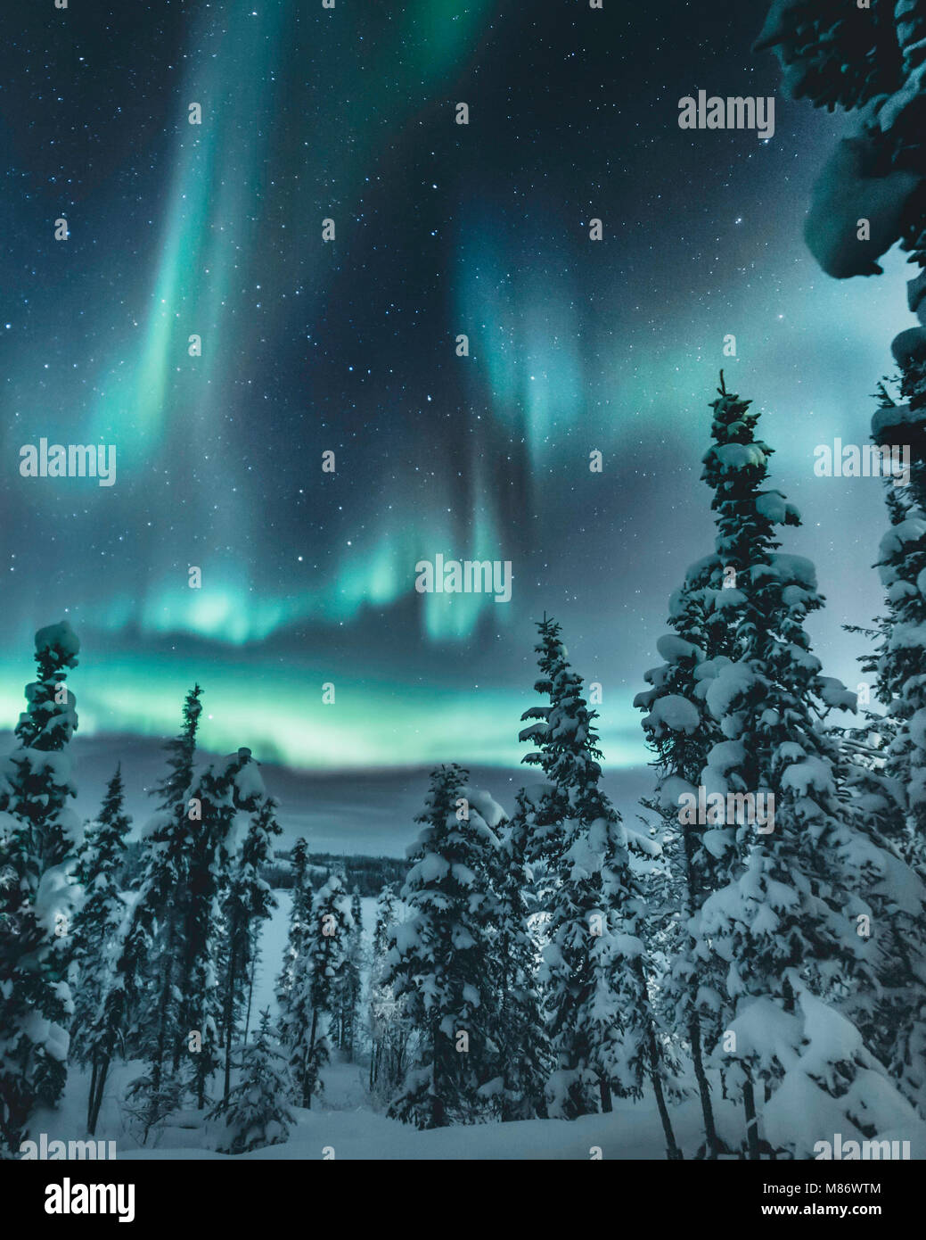 Nordlichter über Winterwald, Yellowknife, Nordwest Territorien, Kanada Stockfoto