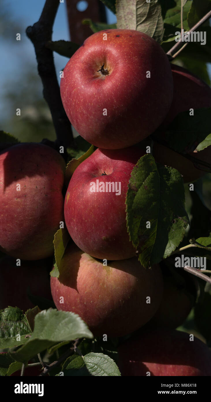 Rote Äpfel auf einem Baum in einem Obstgarten Stockfoto