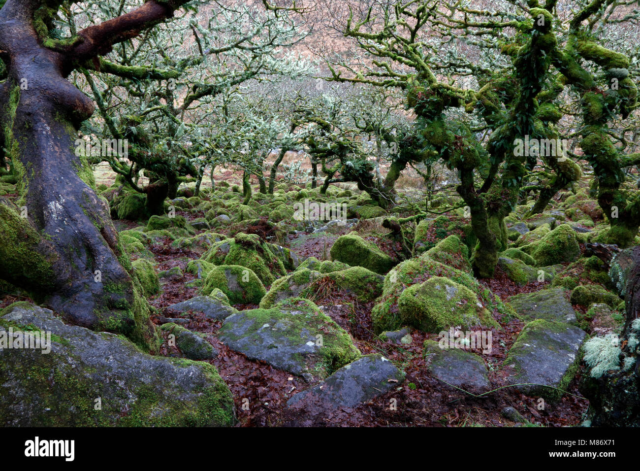 Kleine Eichen an Wistman's Wood, Dartmoor, Devon, England, Großbritannien Stockfoto