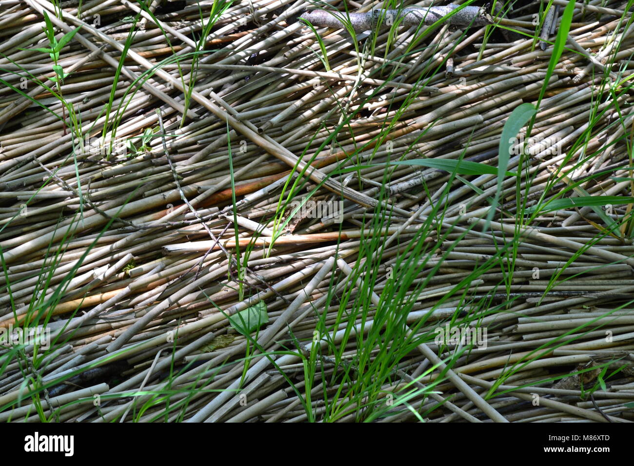 Trockenes Schilf an der Kante der See mit Schilf, Gras und Pflanzen durch die Angeschwemmten Schilf im Frühjahr wachsen Stockfoto