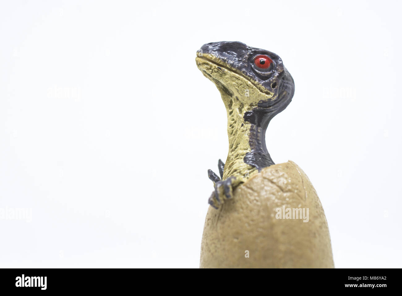 Baby Velociraptor in Ei auf weißem Hintergrund Stockfoto