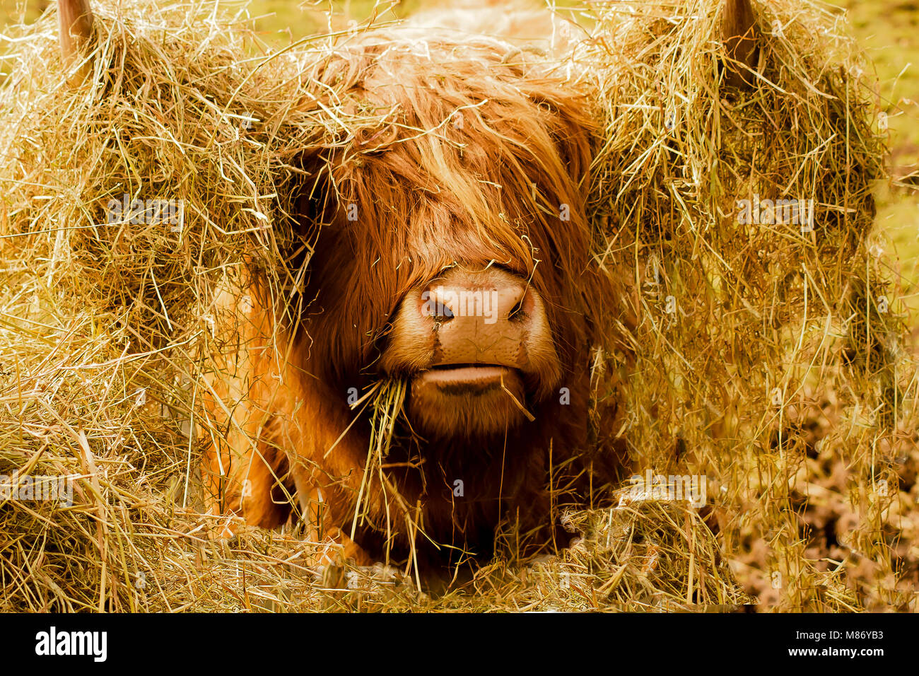 Portrait von Highland Bulle im Heu bedeckt Stockfoto