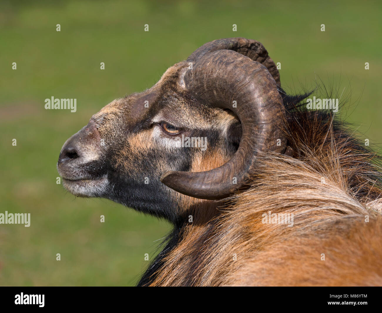 Kamerun schaf Ovis Widder Widder Kamerun Stockfoto