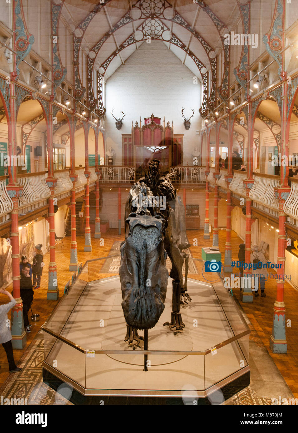 "Ippy' der Diplodocus in Dorchester County Museum. Stockfoto