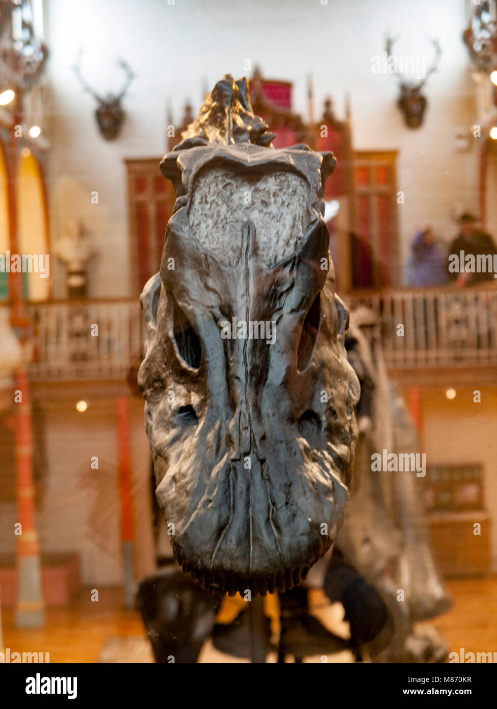 "Ippy' der Diplodocus in Dorchester County Museum. Stockfoto