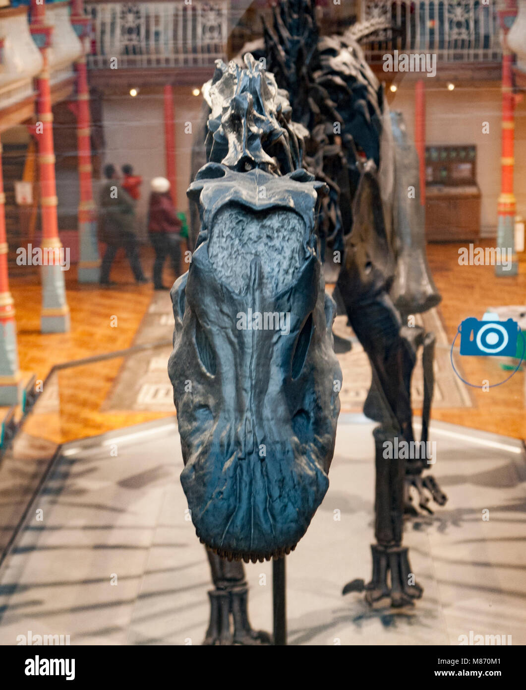 "Ippy' der Diplodocus in Dorchester County Museum. Stockfoto