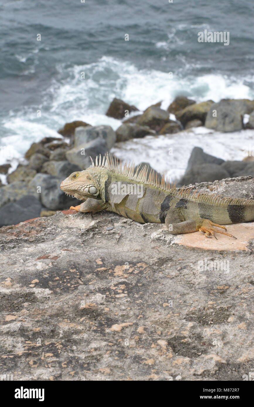 Die Reise von einem Reptil etwas Wasser im Inneren der Insel zu erhalten. Stockfoto