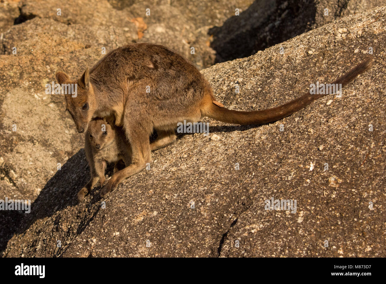 Mareeba Rock Wallaby mit Joey Stockfoto