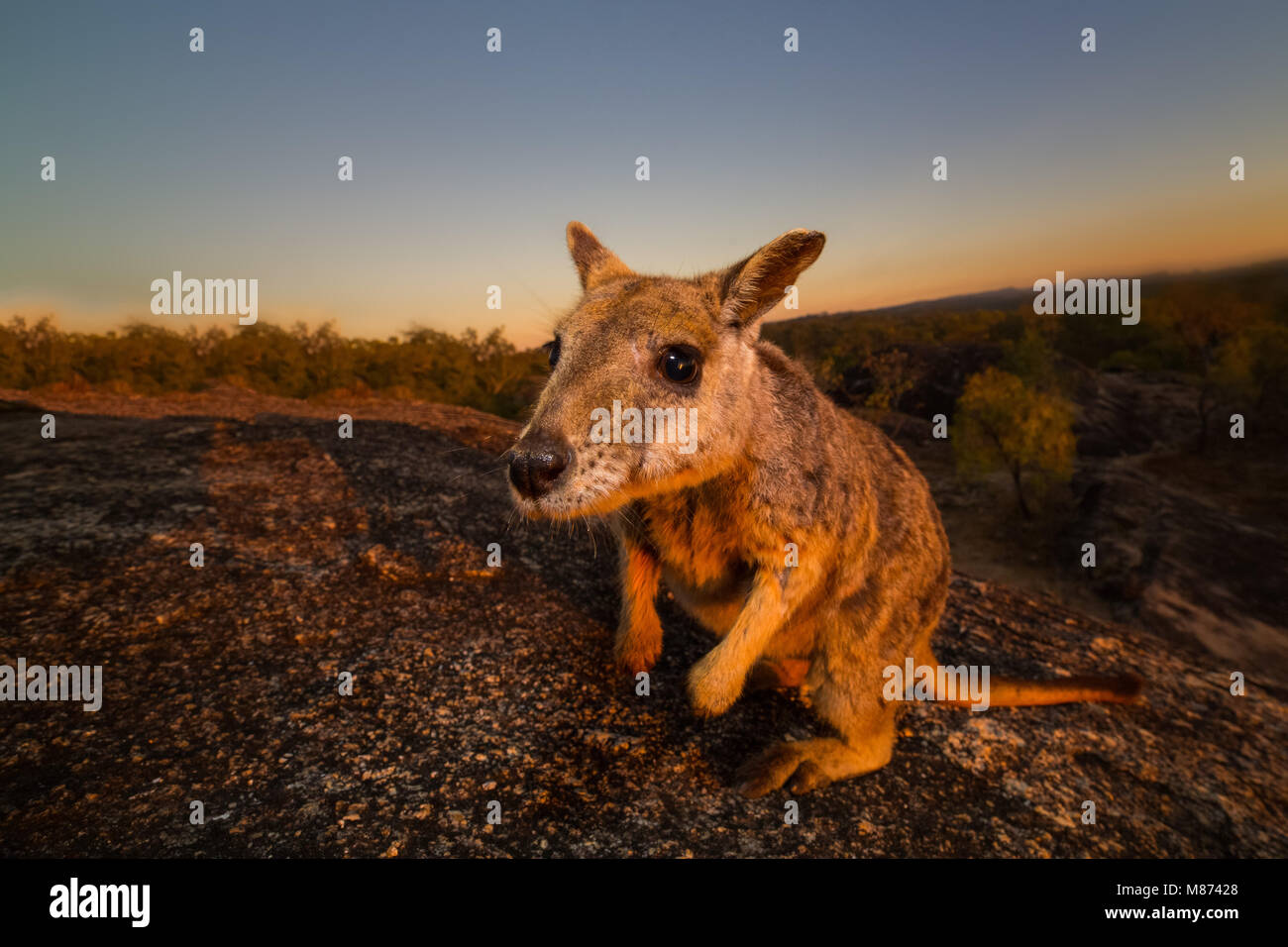 Neugierig Mareeba Rock Wallaby Stockfoto