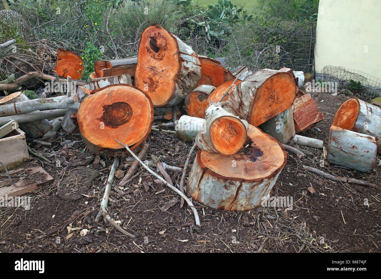 Holz schneiden im sardischen Bauernhof Stockfoto
