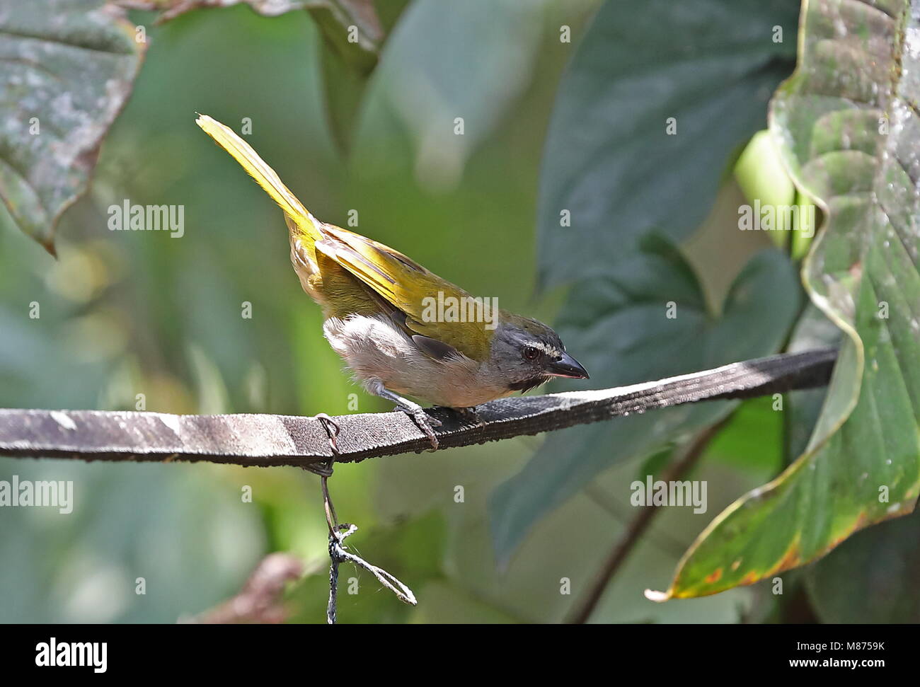 Buff-throated Saltator (Saltator Maximus Maximus) Erwachsenen thront Linie Vinicio Birdwatcher's House, Nono-Mindo Straße, Ecuador Februar Stockfoto