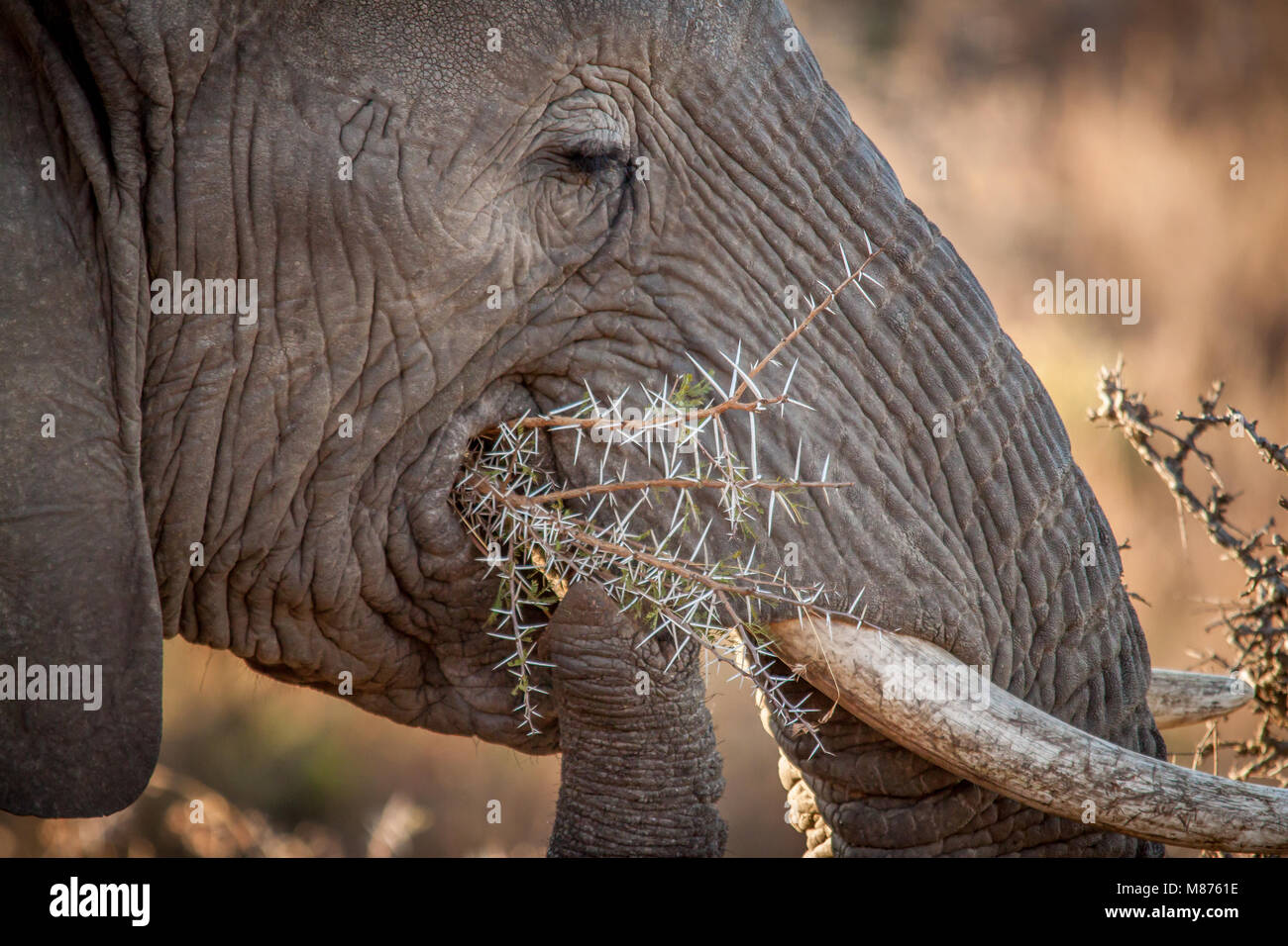 Die mächtigen Elefanten Stockfoto