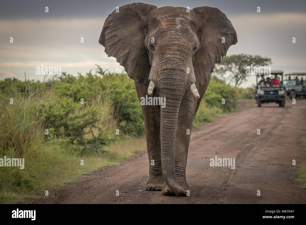Die mächtigen Elefanten Stockfoto