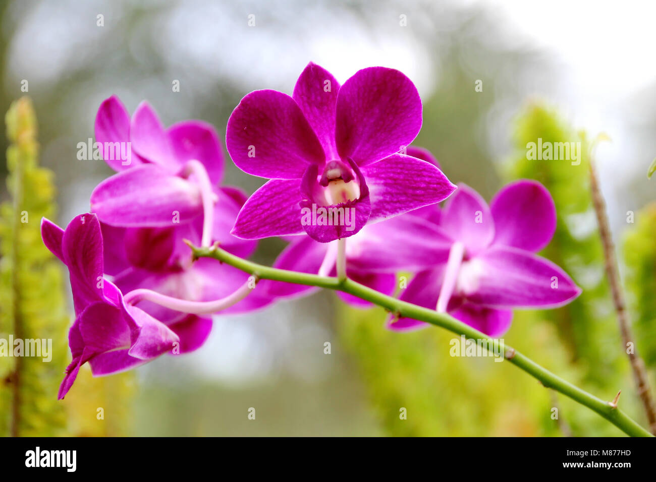 Geschlossen bis purple orchid Bündel mit Verzweigung Stockfoto