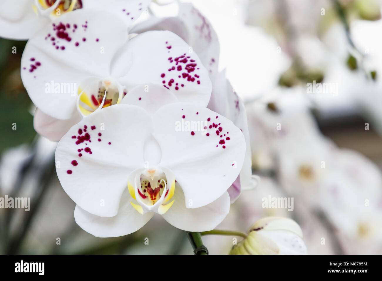 Orchidee im Orchid Garden im Winter oder Frühling Postkarte Schönheit
