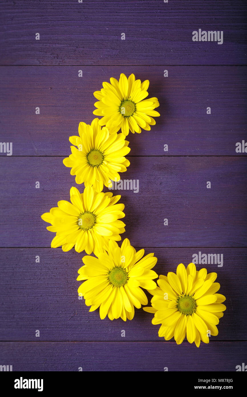 Anordnung der Gelben Mama Blumen auf lila Holz- Oberfläche Stockfoto
