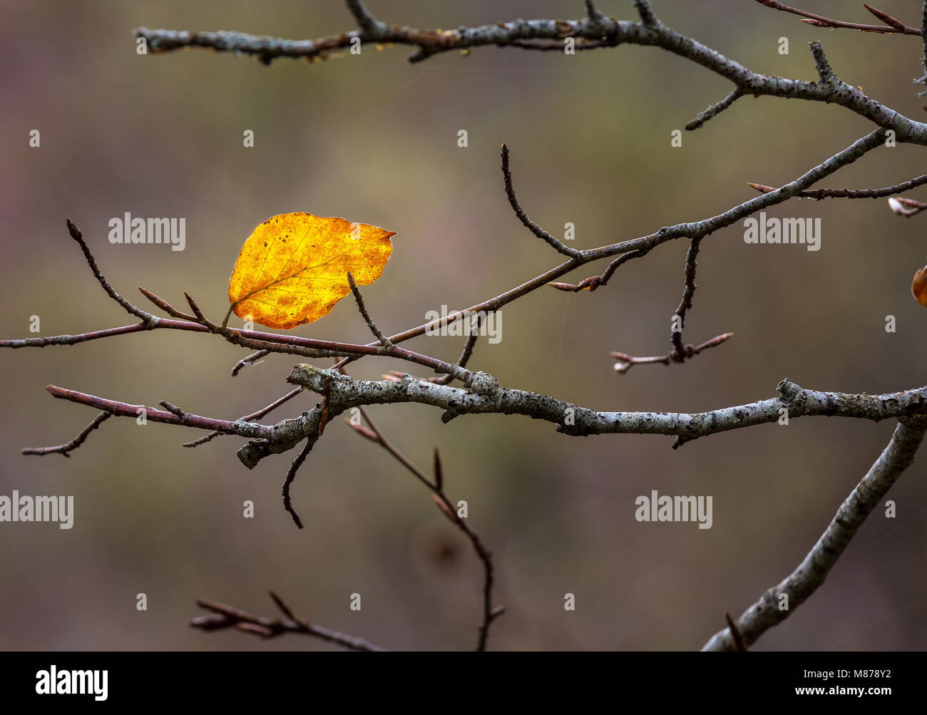 Herbst einsames Blatt Stockfoto
