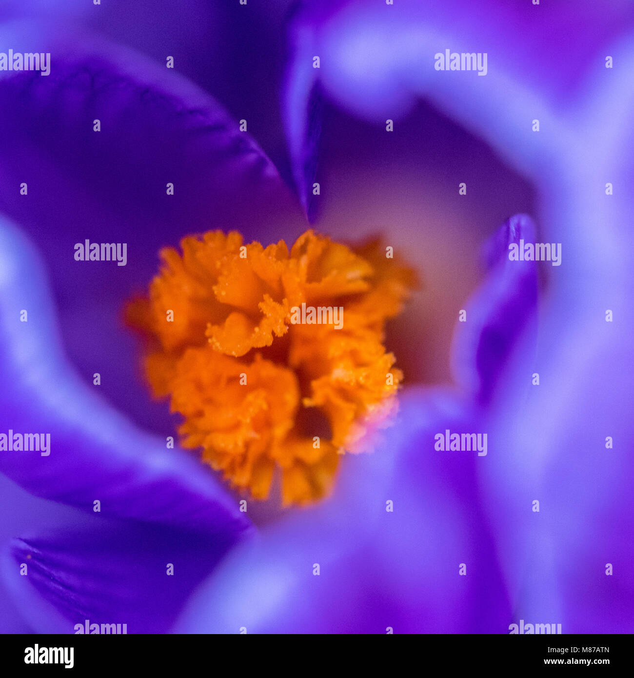 Eine Makroaufnahme der Staubfaden innerhalb einer Crocus Blume blühen im Frühjahr. Stockfoto