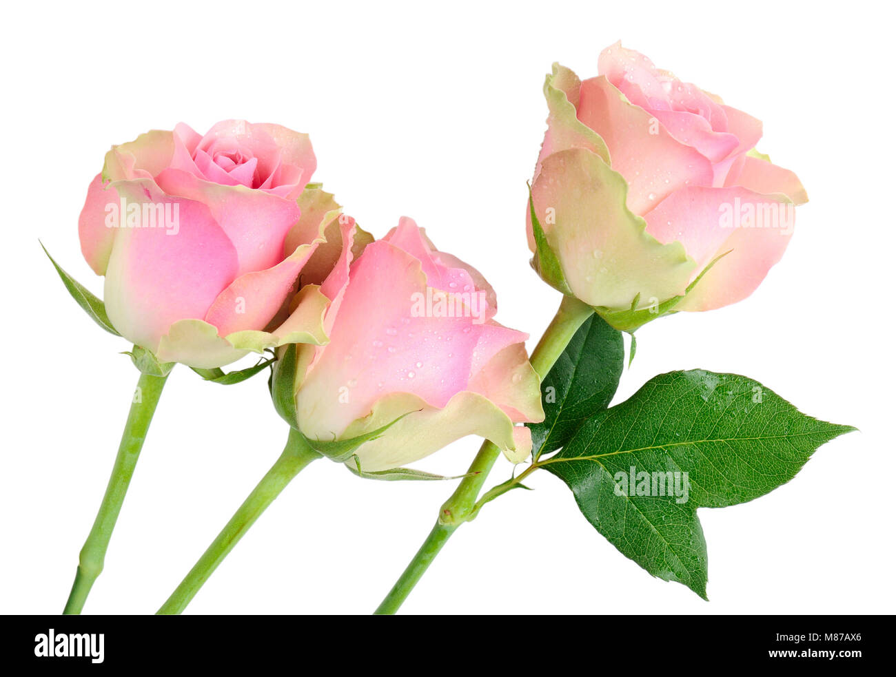 Drei nasse rosa Rosen isoliert auf weißem Stockfoto