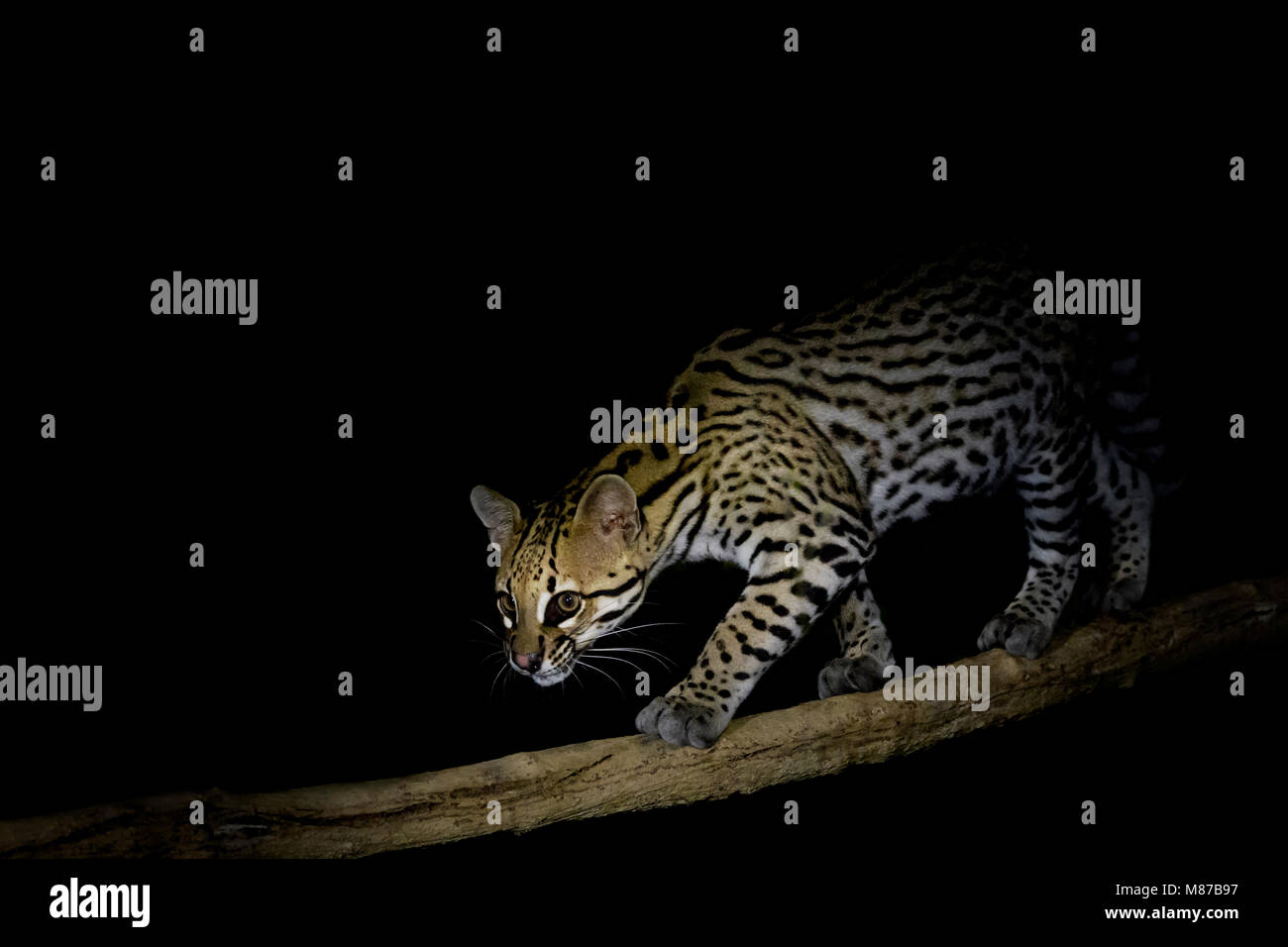 Ozelot (pardalis Pardalis) in der Nacht, Pantanal, Mato Grosso, Brasilien Stockfoto