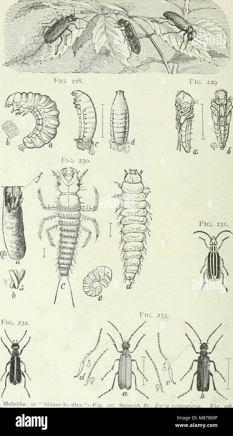 Ökonomische Entomologie für den Landwirt und Obst - Züchter - und für die Verwendung als Text-Buch in der landwirtschaftlichen Schulen und Hochschulen (1906) (14591599338) Stockfoto