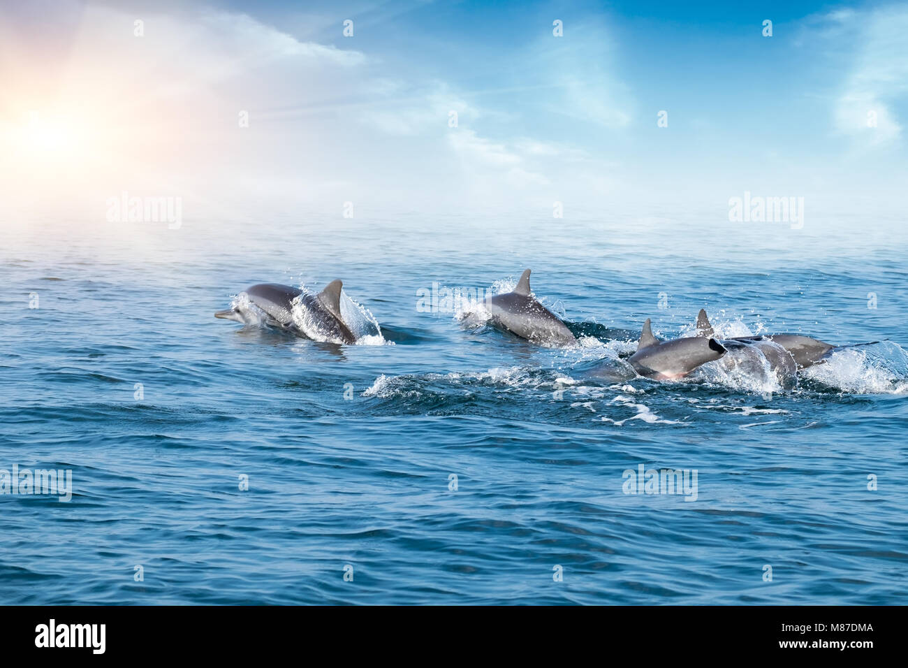 Delphine (Stenella longirostris) porpoising und auf der Jagd nach Thunfisch am Morgen. Anmutigen Meeressäuger Springen unter der Meeresoberfläche beleuchtet von Sun. Sri Stockfoto