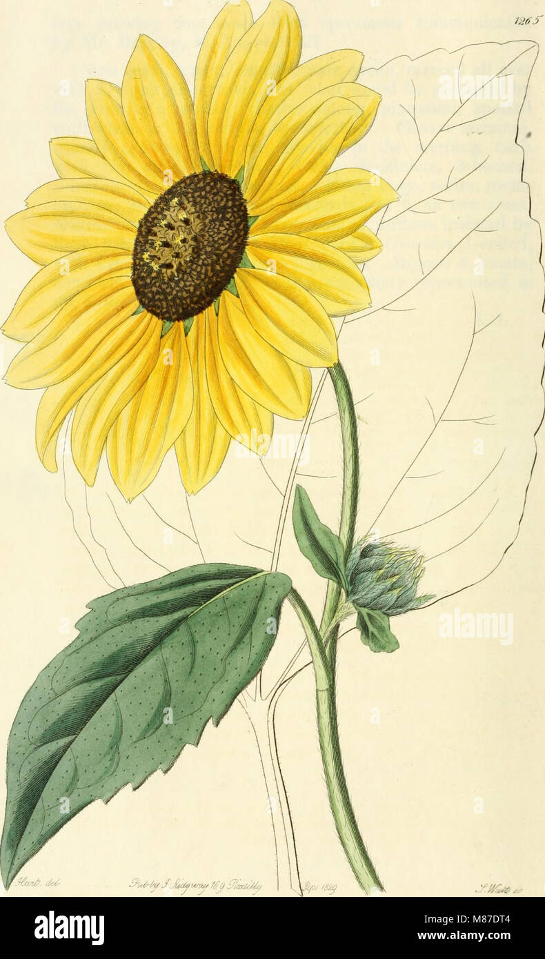 Diese Publikation, die von 1829 bis 1847 reicht, enthält eine detaillierte Darstellung von Zierblumen und Sträuchern und bietet Gärtnern und Gartenbauern Orientierungshilfen für die Pflanzenauswahl, den Anbau und die ästhetische Gestaltung von Gärten und Landschaften. Stockfoto