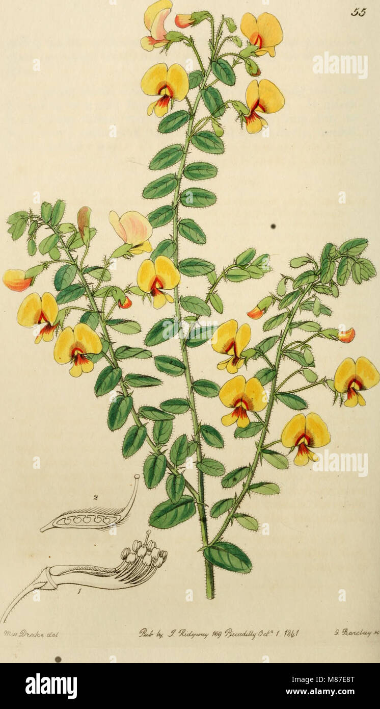 Edwards' botanische registrieren, oder, ornamentalen Blumen - Garten und Gebüsch. (1829-1847) (21174700735) Stockfoto