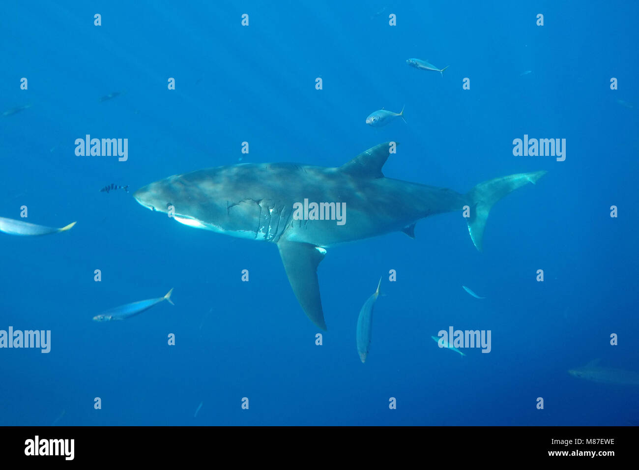 Great White Shark schwimmen in Insel Guadalupe, Mexiko Stockfoto