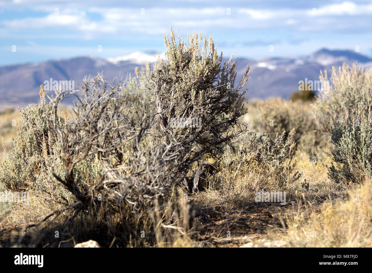 Sagebrush mit Rocky Mountain View in Utah Stockfoto