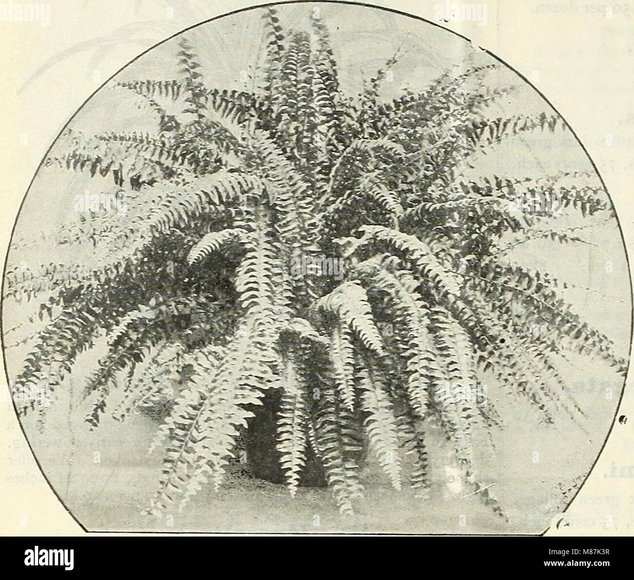 Dreer der Großhandel Preisliste - 1905 Blumenzwiebeln Pflanzen saisonale Blumen- und Gemüsesamen, Düngemittel, Tools, etc., etc. (1905) (14776769545) Stockfoto