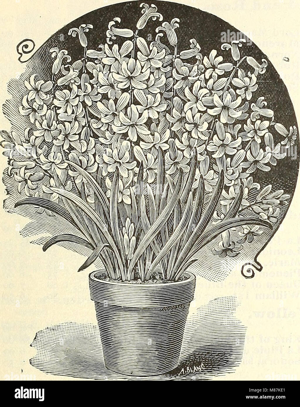 Dreer der Großhandel Preisliste Sommer Edition 1902 Juli bis August - saisonale Blumen- und Gemüsesamen, Düngemittel, Tools, etc., etc. (1902) (21029189376) Stockfoto