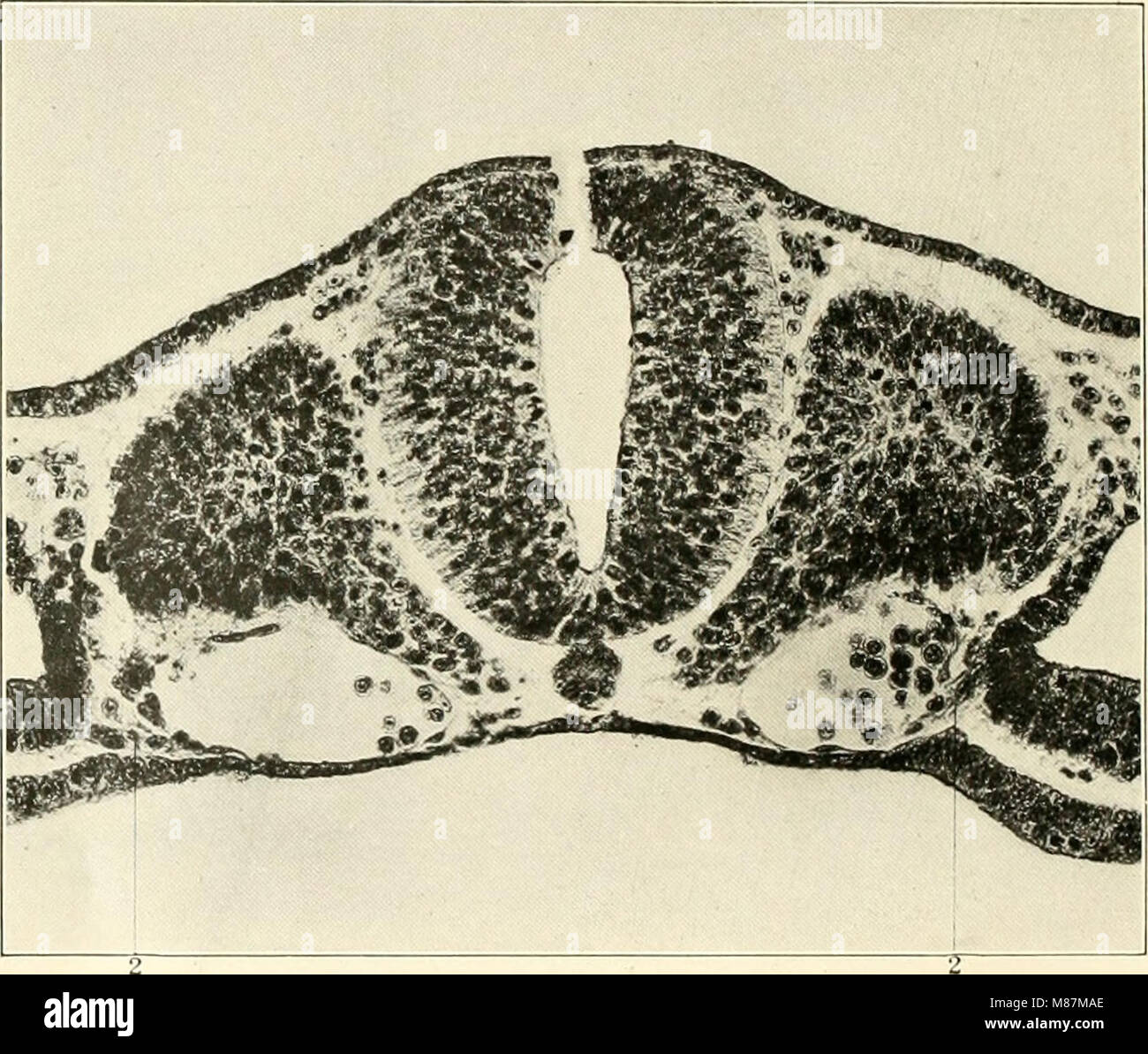 Diese Studie aus dem Jahr 1914 untersucht die frühen Stadien der Vaskulilogenese bei Katzen (Felis domestica), wobei der mesenchymale Ursprung von Endothelzellen untersucht wird. Es gibt Einblicke in die Entwicklung von Blutgefäßen bei Säugetieren, insbesondere im Kontext der Katzenembryologie. Stockfoto