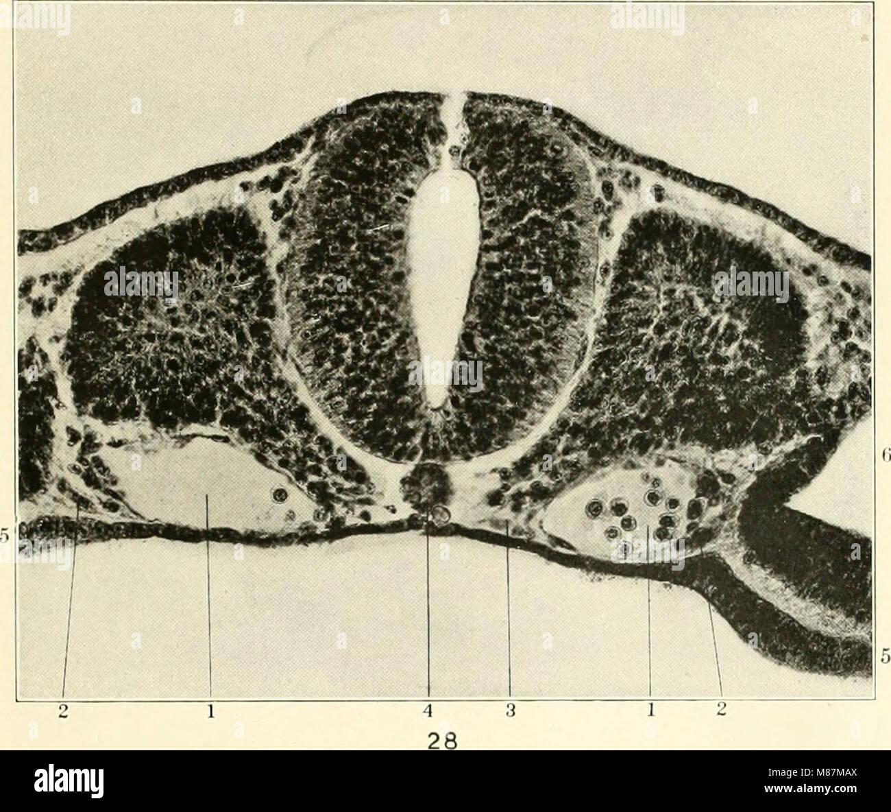 Diese Studie aus dem Jahr 1914 untersucht die frühen Stadien der Vaskulilogenese bei Katzen und konzentriert sich dabei auf den mesenchymalen Ursprung des Endothels. Es trägt zum Verständnis der Blutgefäßbildung bei Säugetieren und zur Entwicklung des Kreislaufsystems bei. Stockfoto