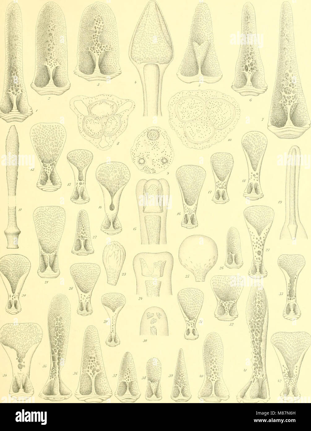 Diese Arbeit aus dem Jahr 1903 stellt eine eingehende Studie über Echinoidea vor, eine Klasse von wirbellosen Meerestieren, die allgemein als Seeigel bekannt sind. Das Buch behandelt ihre Anatomie, Physiologie, Klassifizierung und ökologische Bedeutung und trägt zum Verständnis der Meereslebewesen bei. Stockfoto