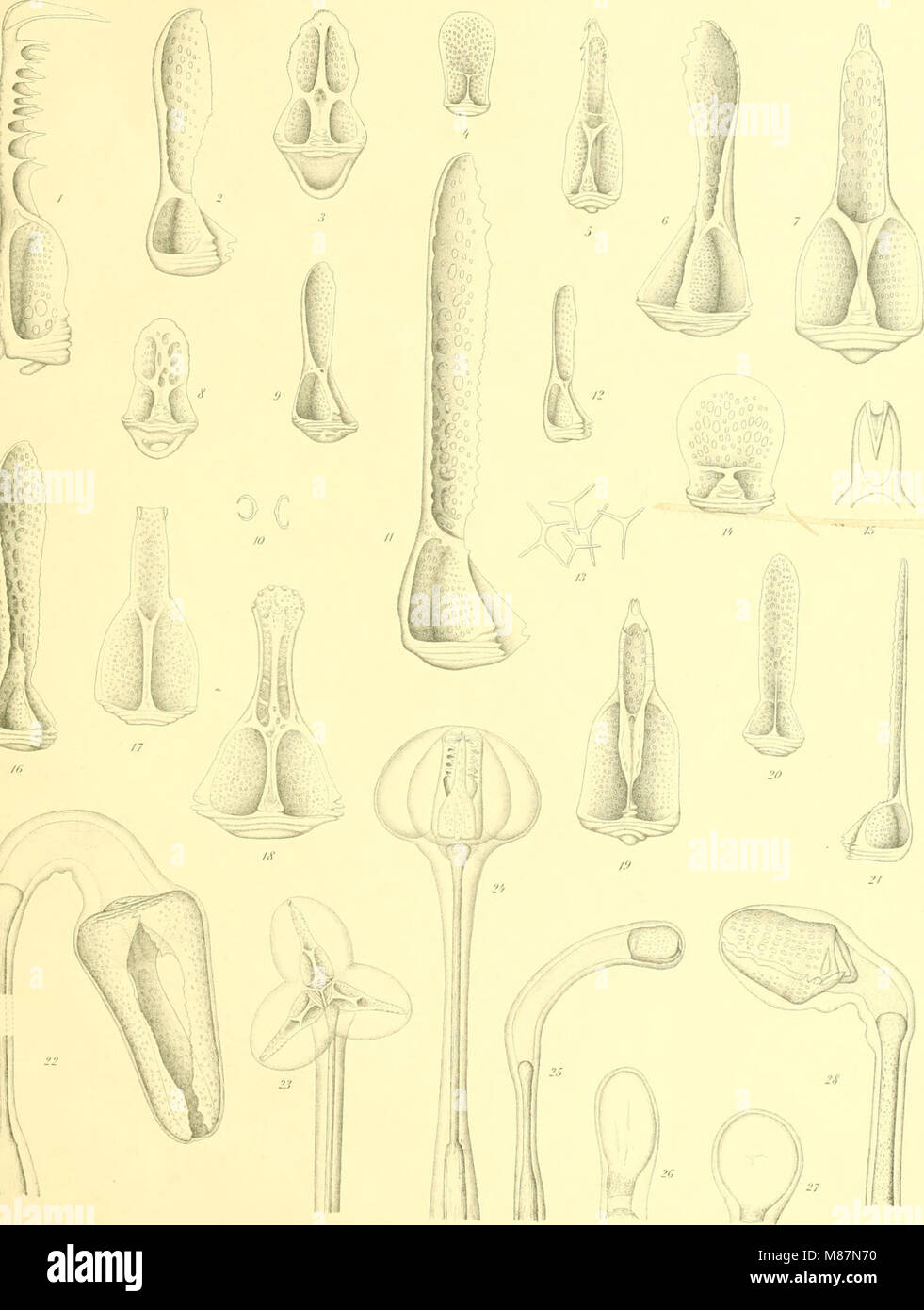 Diese 1903 erschienene Publikation konzentriert sich auf die Untersuchung von Echinoidea, einer Klasse von wirbellosen Meerestieren, die Seeigel und Sanddollar umfasst. Es enthält detaillierte Beschreibungen von Arten, Anatomie und ökologischen Rollen. Stockfoto